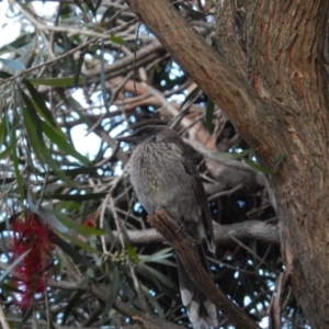 Anthochaera chrysoptera at Margate, TAS - suppressed