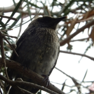 Anthochaera chrysoptera at Margate, TAS - suppressed