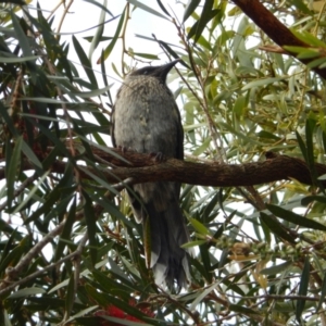 Anthochaera chrysoptera at Margate, TAS - suppressed