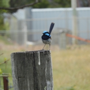 Malurus cyaneus at Margate, TAS - suppressed