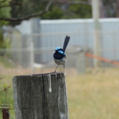 Malurus cyaneus at Margate, TAS - suppressed