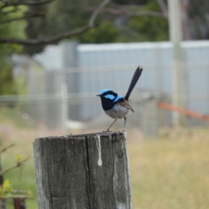 Malurus cyaneus at Margate, TAS - 9 Dec 2019