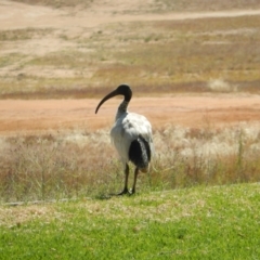 Threskiornis molucca (Australian White Ibis) at Wodonga - 11 Dec 2019 by Birdy