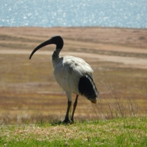 Threskiornis molucca at Ebden, VIC - 12 Dec 2019 09:08 AM