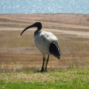 Threskiornis molucca at Ebden, VIC - 12 Dec 2019 09:08 AM