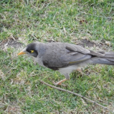 Manorina melanocephala (Noisy Miner) at Wodonga - 11 Dec 2019 by Birdy