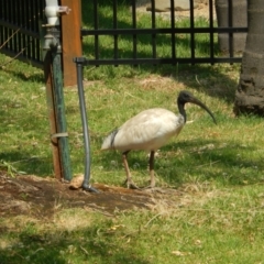 Threskiornis molucca (Australian White Ibis) at Ebden, VIC - 11 Dec 2019 by Birdy