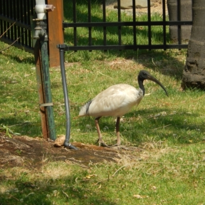 Threskiornis molucca (Australian White Ibis) at Ebden, VIC - 11 Dec 2019 by Amata