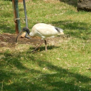 Threskiornis molucca at Ebden, VIC - 11 Dec 2019 02:15 PM