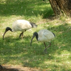 Threskiornis molucca at Ebden, VIC - 11 Dec 2019 02:15 PM