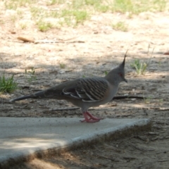 Ocyphaps lophotes (Crested Pigeon) at Wodonga, VIC - 11 Dec 2019 by Amata