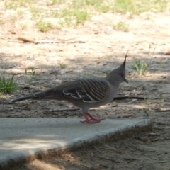 Ocyphaps lophotes (Crested Pigeon) at Wodonga, VIC - 11 Dec 2019 by Birdy
