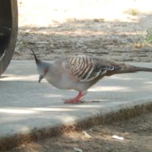 Ocyphaps lophotes at Wodonga, VIC - 11 Dec 2019