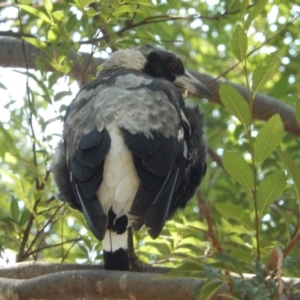 Gymnorhina tibicen at Wodonga, VIC - suppressed