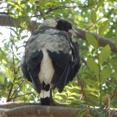 Gymnorhina tibicen (Australian Magpie) at Les Stone Park - 11 Dec 2019 by Birdy
