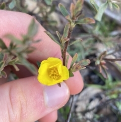 Hibbertia obtusifolia (Grey Guinea-flower) at Tinderry, NSW - 29 May 2022 by Ned_Johnston