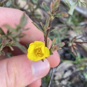 Hibbertia obtusifolia at Tinderry, NSW - 29 May 2022