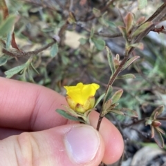 Hibbertia obtusifolia at Tinderry, NSW - 29 May 2022