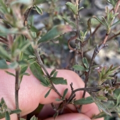 Hibbertia obtusifolia at Tinderry, NSW - 29 May 2022