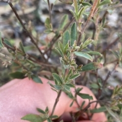 Hibbertia obtusifolia at Tinderry, NSW - 29 May 2022