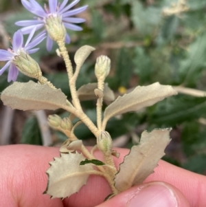 Olearia montana at Tinderry, NSW - 29 May 2022