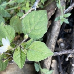 Solanum nigrum (Black Nightshade) at Tinderry, NSW - 29 May 2022 by Ned_Johnston