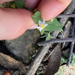 Solanum nigrum at Tinderry, NSW - 29 May 2022