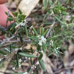 Monotoca scoparia (Broom Heath) at Tinderry, NSW - 29 May 2022 by NedJohnston