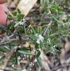 Monotoca scoparia (Broom Heath) at Tinderry, NSW - 29 May 2022 by Ned_Johnston