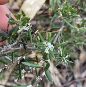 Monotoca scoparia at Tinderry, NSW - 29 May 2022