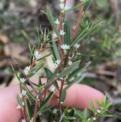 Monotoca scoparia at Tinderry, NSW - 29 May 2022 02:44 PM