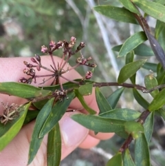 Platysace lanceolata (Shrubby Platysace) at Tinderry, NSW - 29 May 2022 by NedJohnston