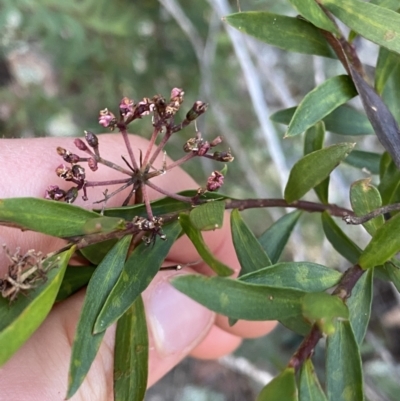 Platysace lanceolata (Shrubby Platysace) at Tinderry, NSW - 29 May 2022 by NedJohnston