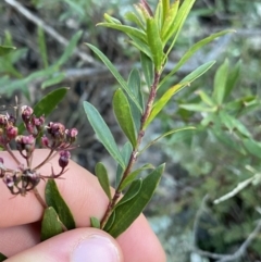 Platysace lanceolata at Tinderry, NSW - 29 May 2022 02:30 PM