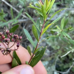 Platysace lanceolata at Tinderry, NSW - 29 May 2022 02:30 PM