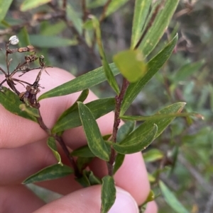 Platysace lanceolata at Tinderry, NSW - 29 May 2022