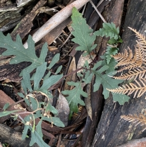 Arrhenechthites mixtus at Michelago, NSW - 29 May 2022