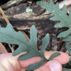 Arrhenechthites mixtus at Michelago, NSW - 29 May 2022