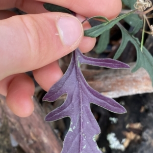 Arrhenechthites mixtus at Michelago, NSW - 29 May 2022