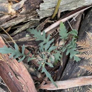 Arrhenechthites mixtus at Michelago, NSW - 29 May 2022