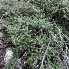 Acrotriche leucocarpa (Tall Acrotriche) at Tinderry Nature Reserve - 29 May 2022 by Ned_Johnston