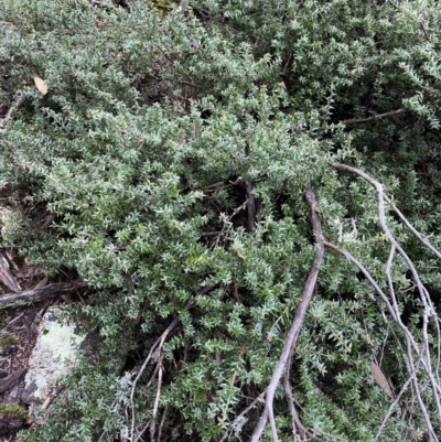 Acrotriche leucocarpa (Tall Acrotriche) at Michelago, NSW - 29 May 2022 by NedJohnston