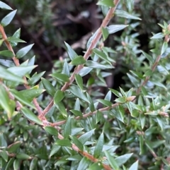 Acrotriche leucocarpa at Michelago, NSW - 29 May 2022