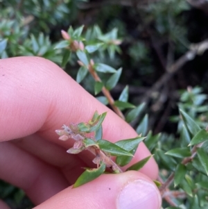 Acrotriche leucocarpa at Michelago, NSW - 29 May 2022