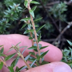 Acrotriche leucocarpa at Michelago, NSW - 29 May 2022 12:51 PM