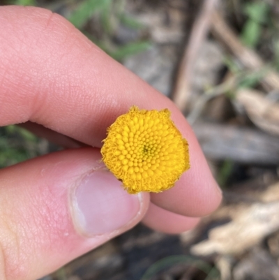 Coronidium monticola (Mountain Button Everlasting) at Tinderry Nature Reserve - 29 May 2022 by Ned_Johnston