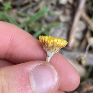 Coronidium monticola at Tinderry, NSW - 29 May 2022