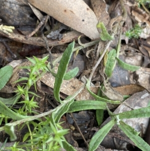 Coronidium monticola at Tinderry, NSW - 29 May 2022