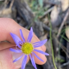 Brachyscome spathulata (Coarse Daisy, Spoon-leaved Daisy) at Tinderry, NSW - 29 May 2022 by NedJohnston