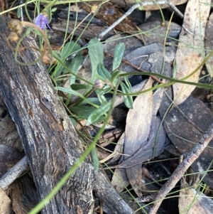 Brachyscome spathulata at Tinderry, NSW - 29 May 2022